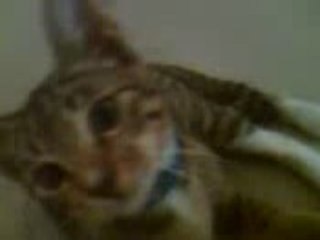 cats Fighting over my bag2