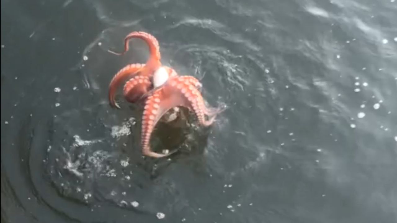 Hilarious Showdown: Angler vs. Octopus Over Pufferfish