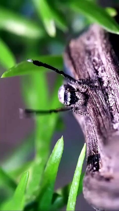 Beautiful spiders 😍