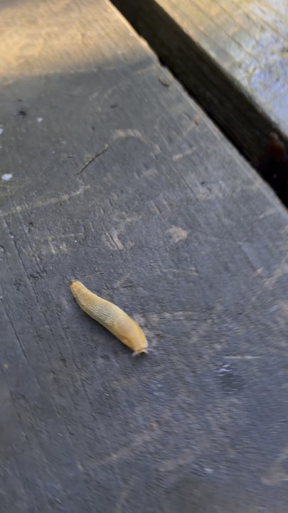 Slug!!! 👁👄👁