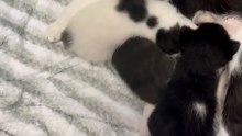 Mother Cat Embraces Two New Kittens in Adorable Moment