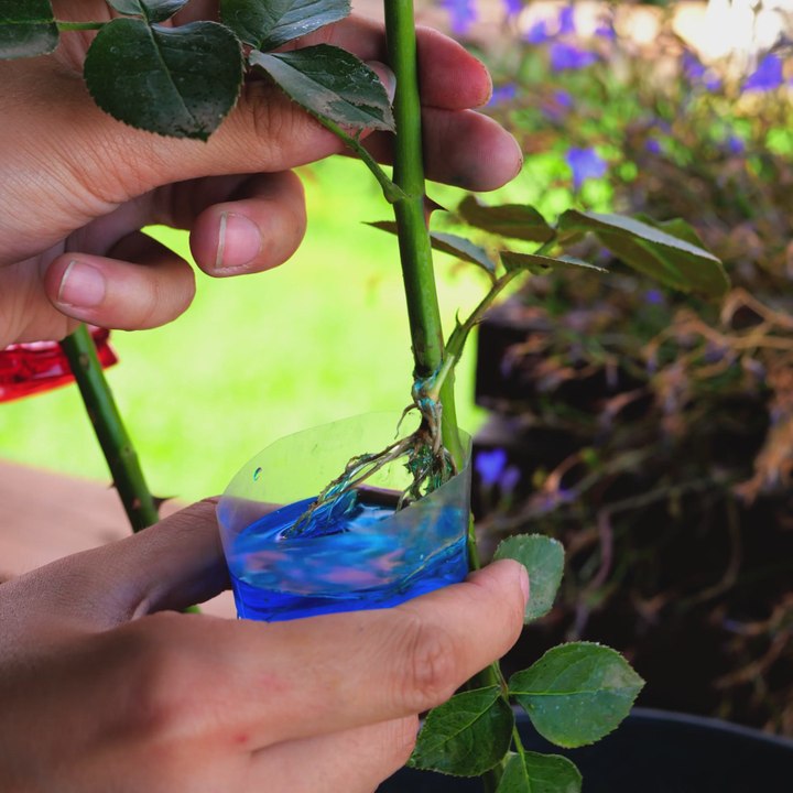Summer Gardening Secrets You Need to Try Now!