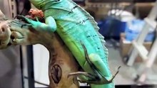 🦎 ESSE ANIMAL ATRAVESSA A ÁGUA CORRENDO