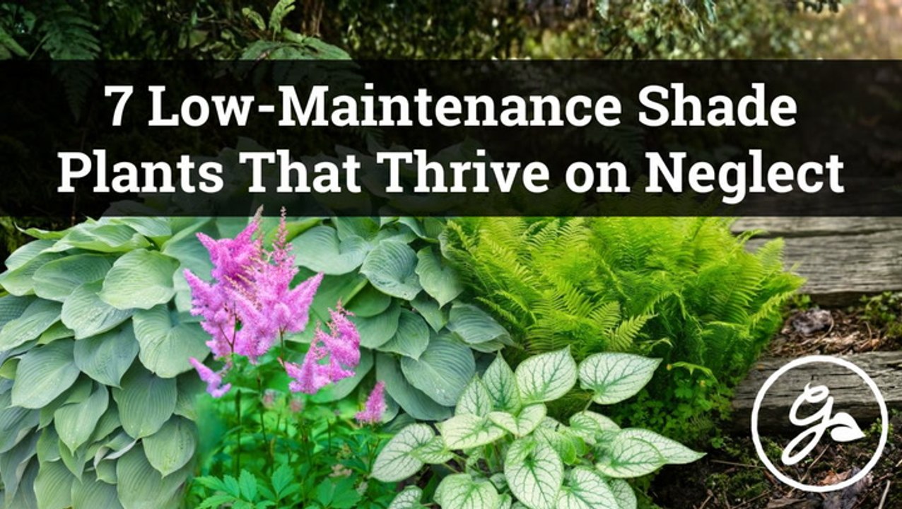 7 Low-Maintenance Shade Plants That Thrive on Neglect