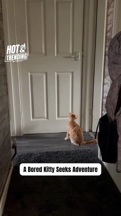 Determined Cat Breaks Free from Closed Door to Explore Outdoors