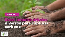 Brasil impulsa árboles diversos para capturar carbono