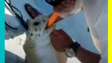 Pescador salva a una tortuga con maniobras de reanimación