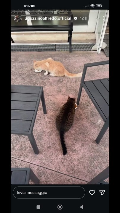 Agozzino Alfredo story i miei gatti della palestra