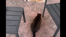 Agozzino Alfredo story i miei gatti della palestra