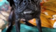 Pug kingdom bulletin