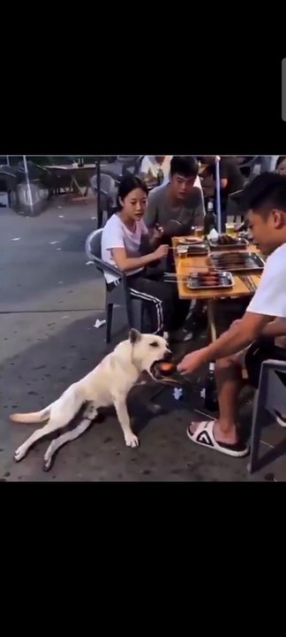 Viral/Funny: Give this dog an Oscar immediately...