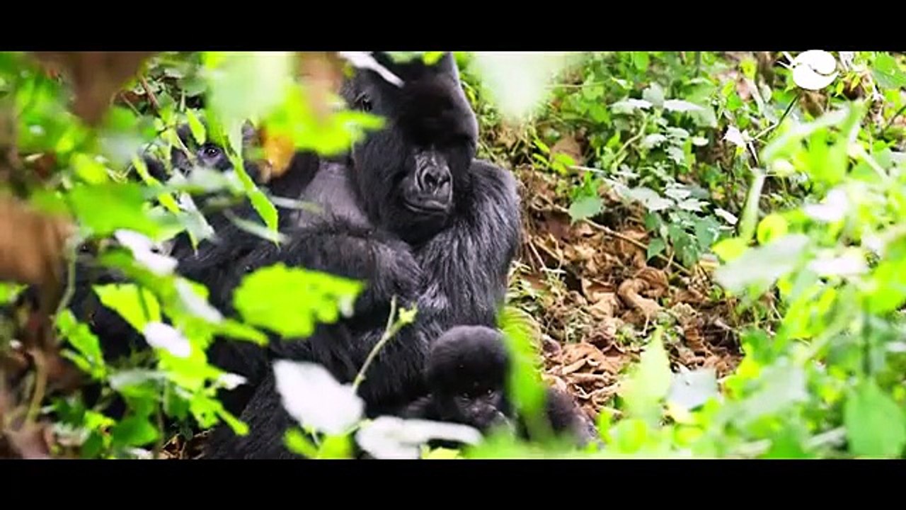 Ibyo wamenya kuri ‘A Gorilla’s Story’ ivuga ku buzima butangaje bw'ingagi zo mu Birunga