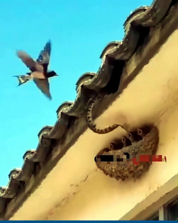 The love of parents can break one's heart. Swallows can turn into sharp arrows.