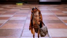 Cockroaches parading around
