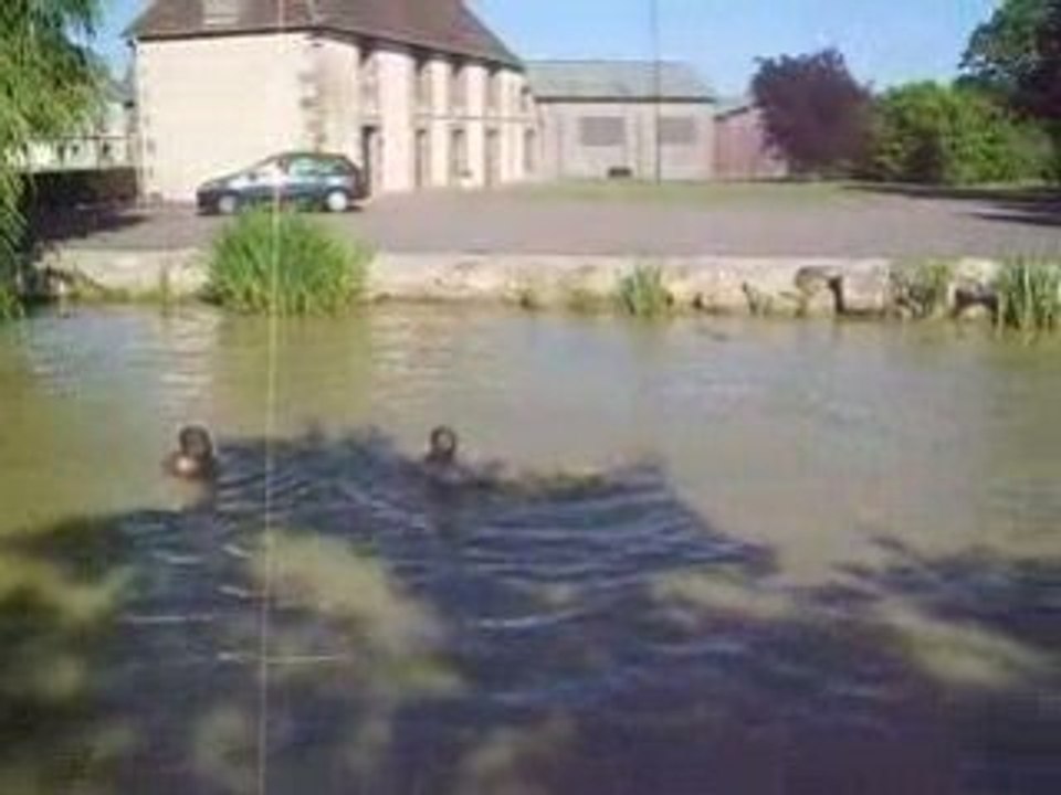 les quatre petits cochons
