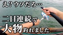【穴釣り】え？ウソだろ…二日連続で大物カサゴが釣れました！