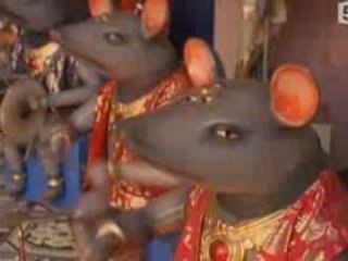 Le Rat , Roi De La Debrouille 2/3