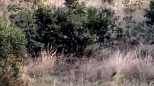 Tense Wildlife Footage Of A Camouflaged Leopard Staring Down An Alert Impala In Tall Grass