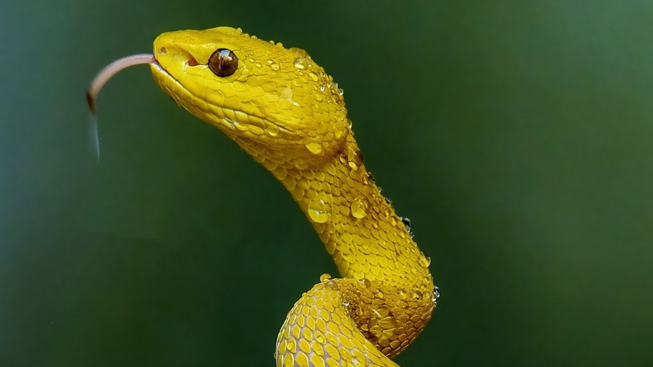 How to Prevent Snakes: घर में लगे ये पौधे बन सक...