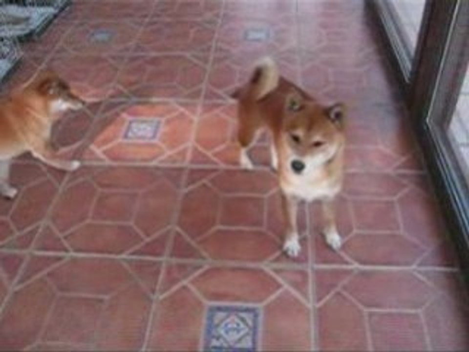Ballon rouge et shiba