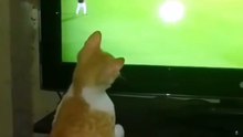 A Cat Enjoying Attacking Of Football