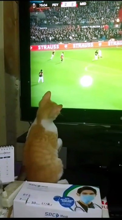 A Cat Enjoying Attacking Of Football