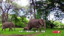 自然成長記 Growing up Wild @ 动物生存大考验 Wild Dynasties