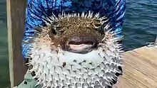 Puffer Fish Builds an Underwater TAJ MAHAL to Find Love! 🐡💕 Ocean's Most Romantic Architect