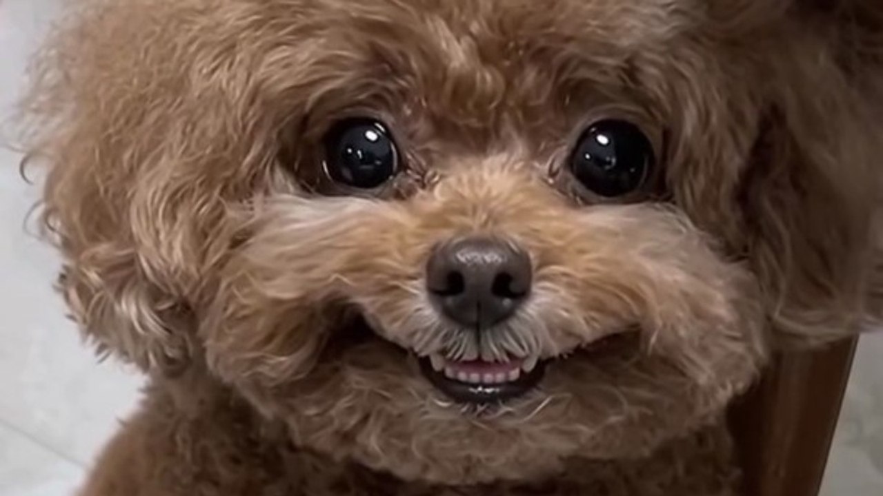 The dog with a friendly smile #DOG #GROOMING #doggrooming #doggroomingasmr #tutorial #PET