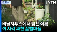 비닐하우스에서 맞은 여름...이 시각 과천 꿀벌마을 / YTN