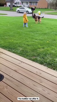 💪Funny German shepherd#The cute animals 👍funny cute #fun#best Gard German Shepherd #cute#animals #folow me please