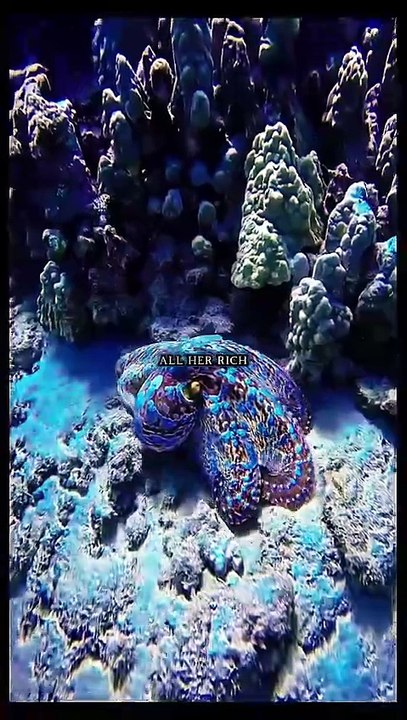 Octopuses dies after giving birth octopus ocean nature