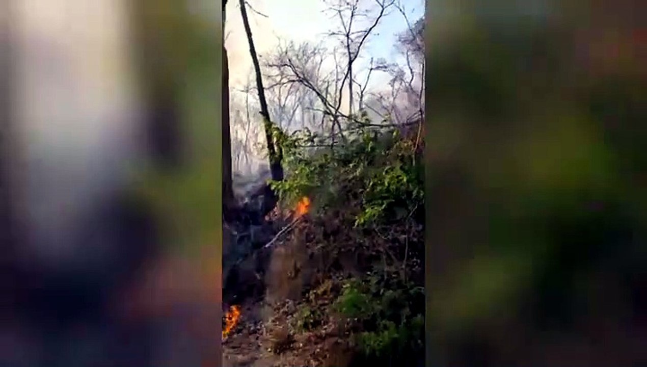 tn7-este-es-el-momento-cuando-bomberos-rescatan-a-buho-juvenil-en-medio-de-incendio-forestal-150426 [Full Movie]