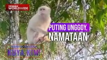 'White monkey' sa Sultan Kudarat, bakit naiiba ang kulay ng balahibo? | Dami Mong Alam Kuya Kim!