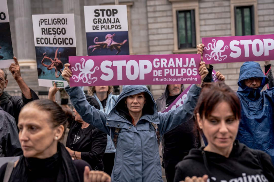 La propuesta de prohibición de las granjas de pulpos llega al Congreso