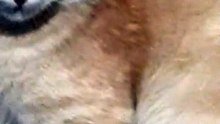 video mimo