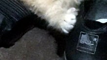 o gato papa bota
