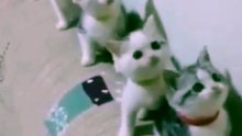 gatos fofos miando