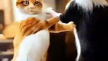 gato maluco