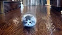 Crawling Cat 🐱 | meow moments
