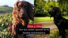 Los perros de las familias reales europeas