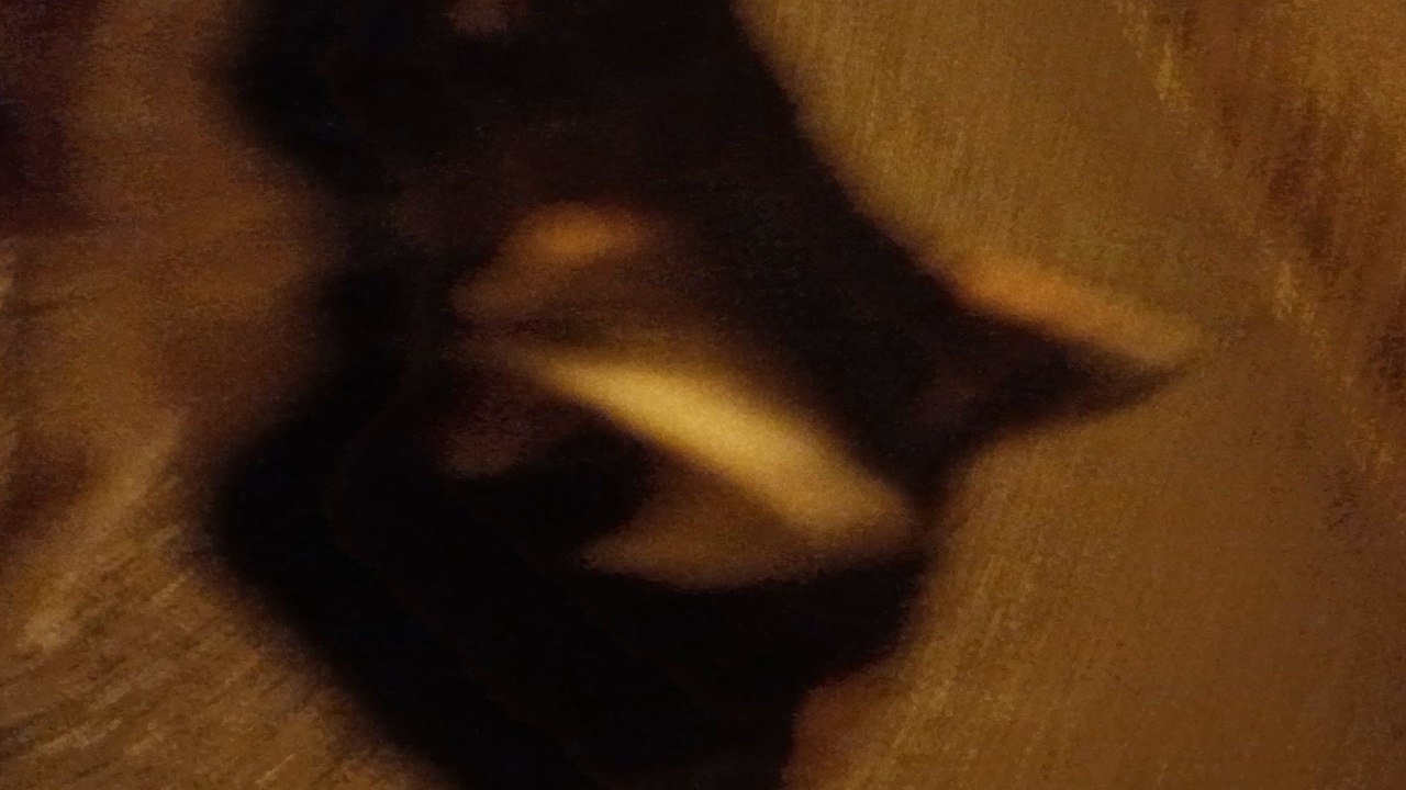 🐈 Cat 😺 Night