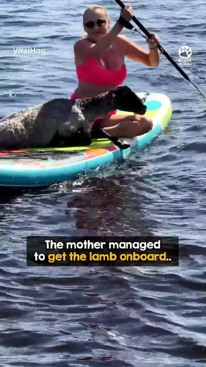 Woman Rescues Drowning Lamb in the Middle of a Lake 🐑❤️#animals #rescue #lamb #animalrescue #heartwarming #kindness #shorts #wildlife