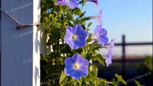 朝顔の花がきれいに咲いている