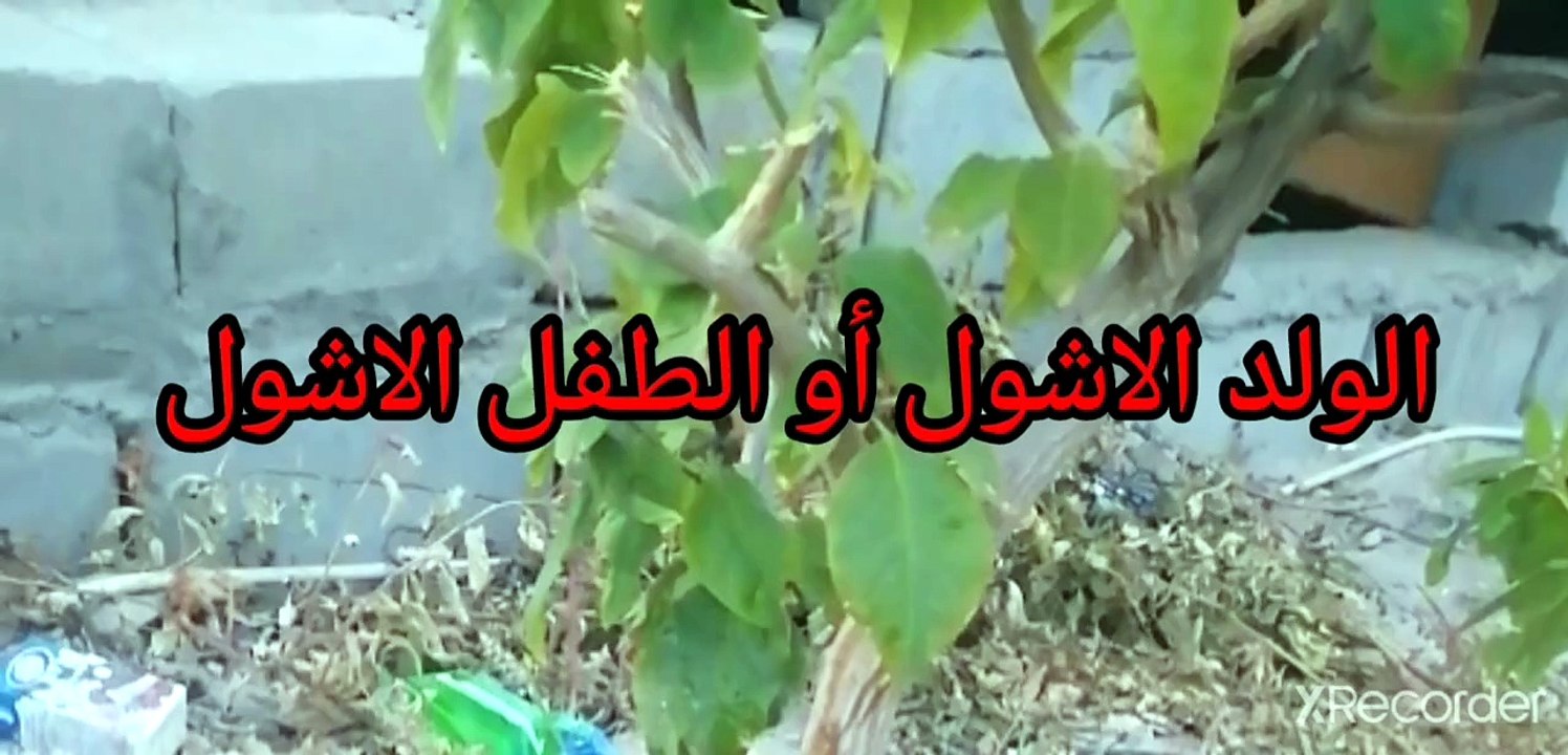 نقي قلبك تفسير ظاهرة المحارب الاشول الطفل الاشول الولد الاشول
