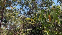 Strap Wattle (Acacia holosericea)