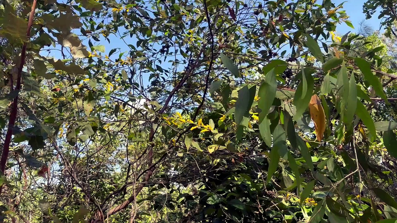 Strap Wattle (Acacia holosericea)