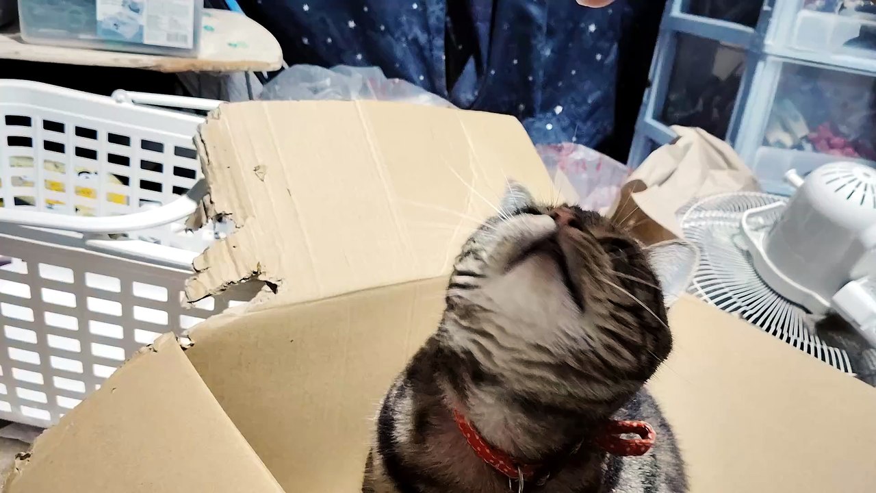 飼い主の指が気になるシフォン2