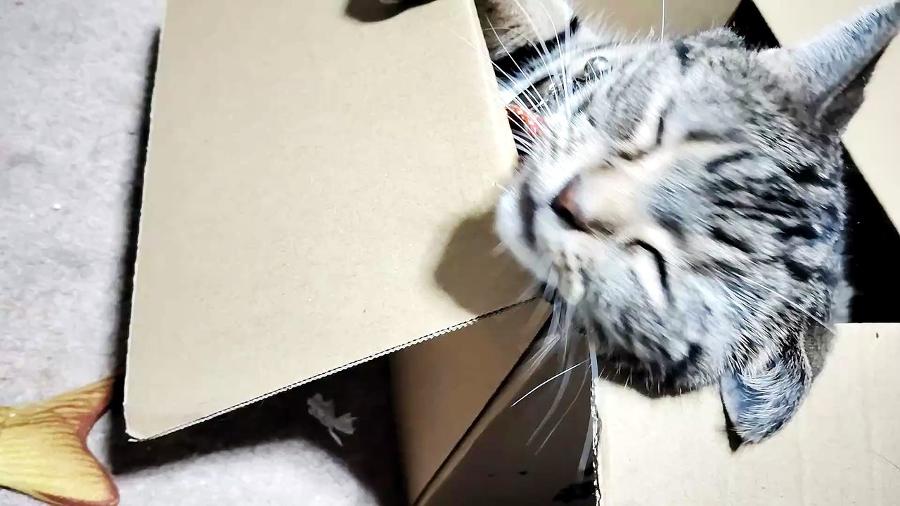 ダンボールに謎行動をするシフォン