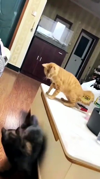 Cute & Funny Cats Compilation 😹 | Hilarious